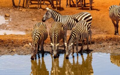 Kilimanjaro o Aconcagua: ¿cuál es la expedición ideal para vos?